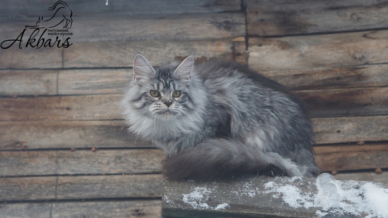 Viola OlginDom - Kitten maine-coon 5 months