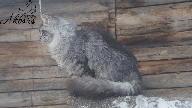 Viola OlginDom - Kitten maine-coon 5 months