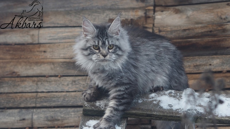 Viola OlginDom - Kitten maine-coon 5 months