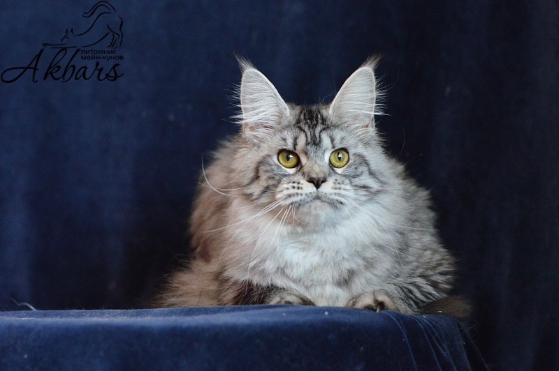 Viola OlginDom - Adult maine-coon 11 months