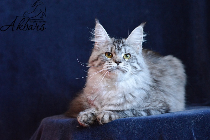 Viola OlginDom - Adult maine-coon 11 months