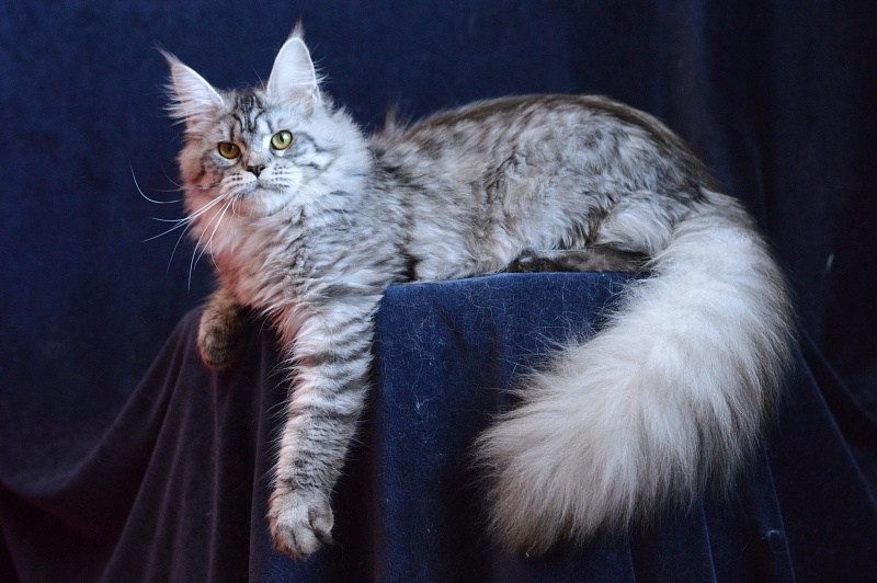 Viola OlginDom - Adult maine-coon 11 months