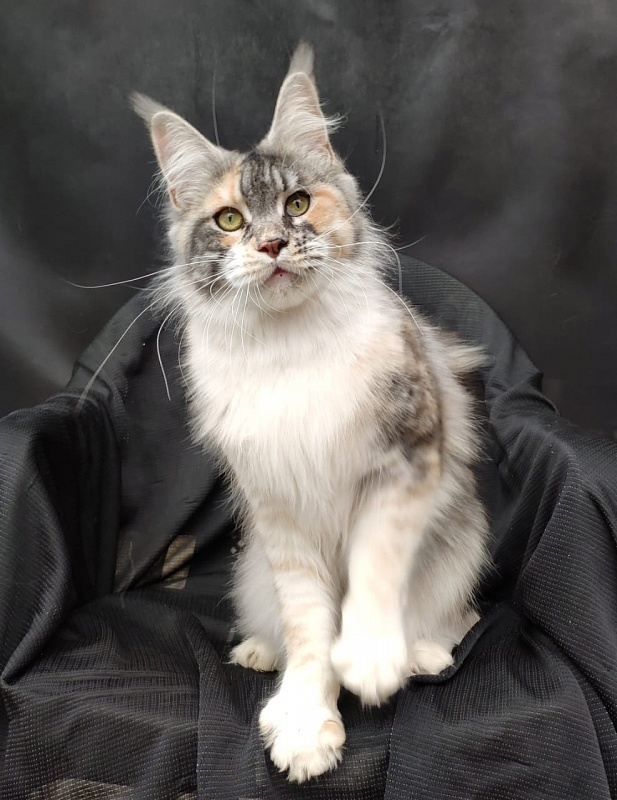 Valery Akbars - Adult maine-coon 11 months