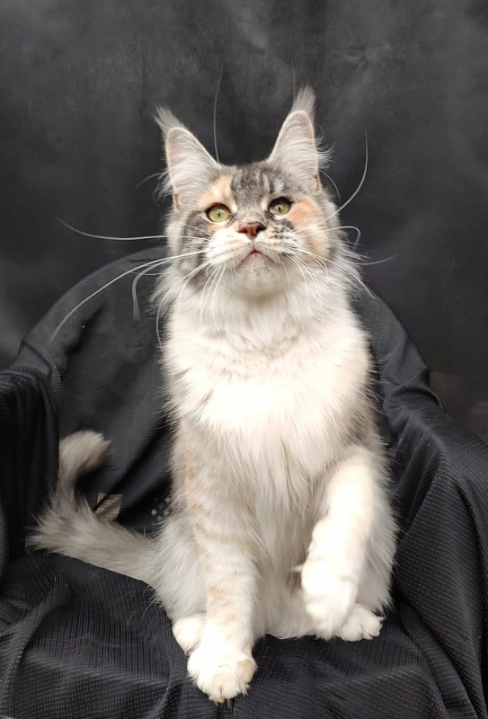 Valery Akbars - Adult maine-coon 11 months
