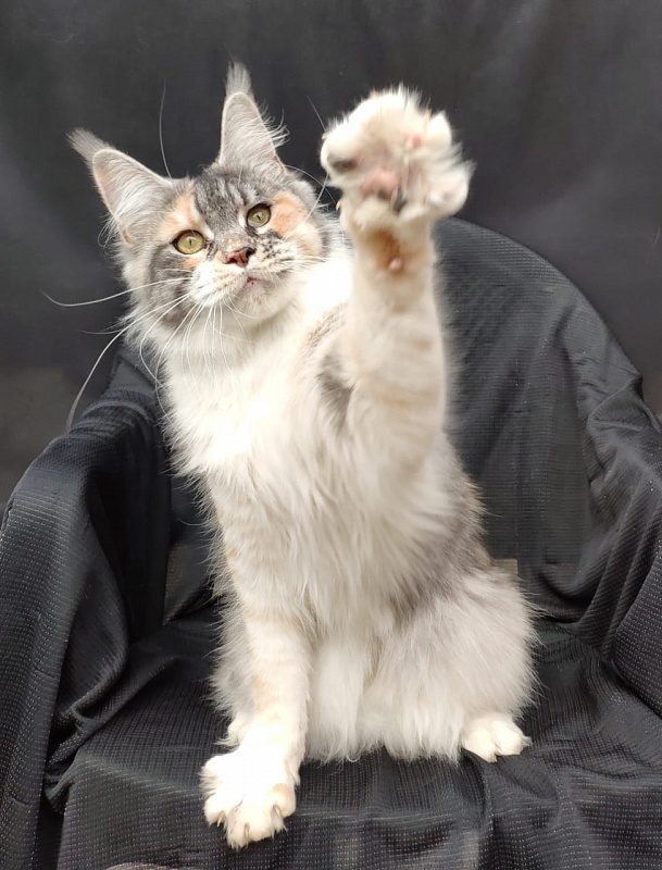 Valery Akbars - Adult maine-coon 11 months