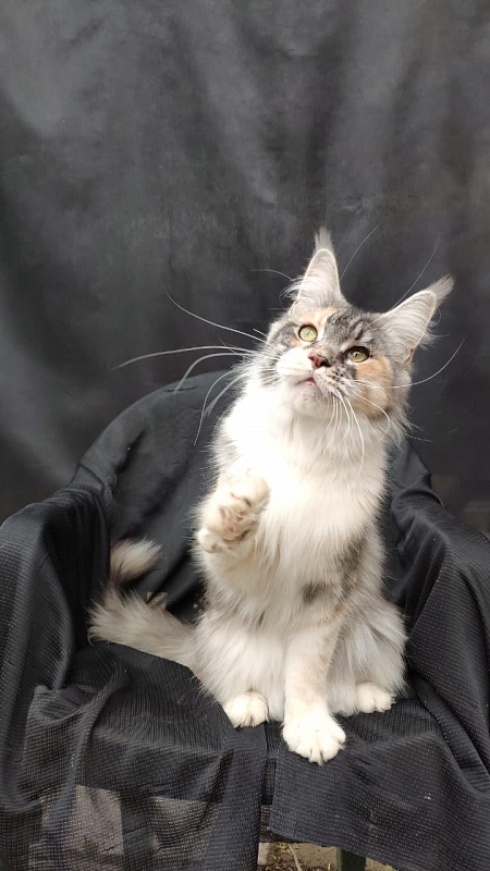 Valery Akbars - Adult maine-coon 11 months