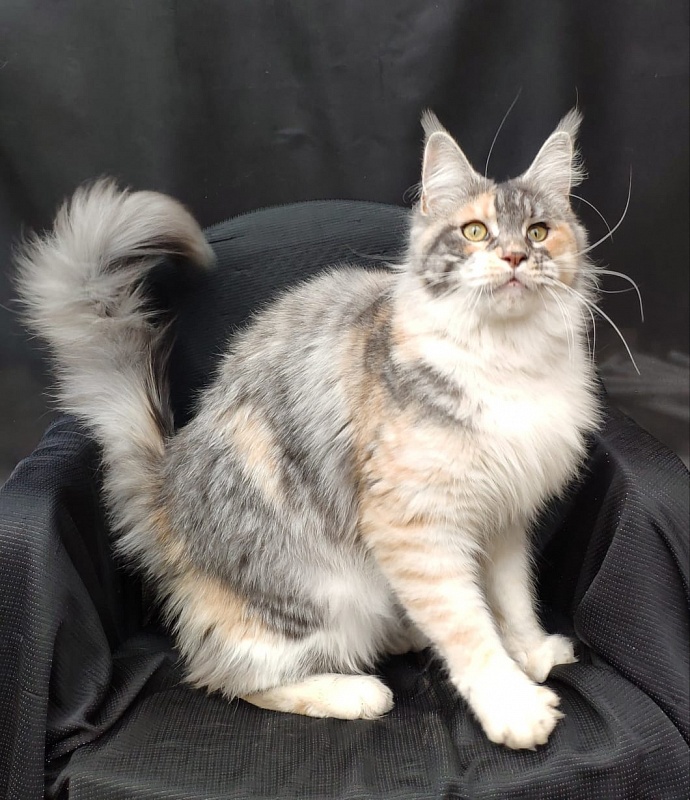 Valery Akbars - Adult maine-coon 11 months