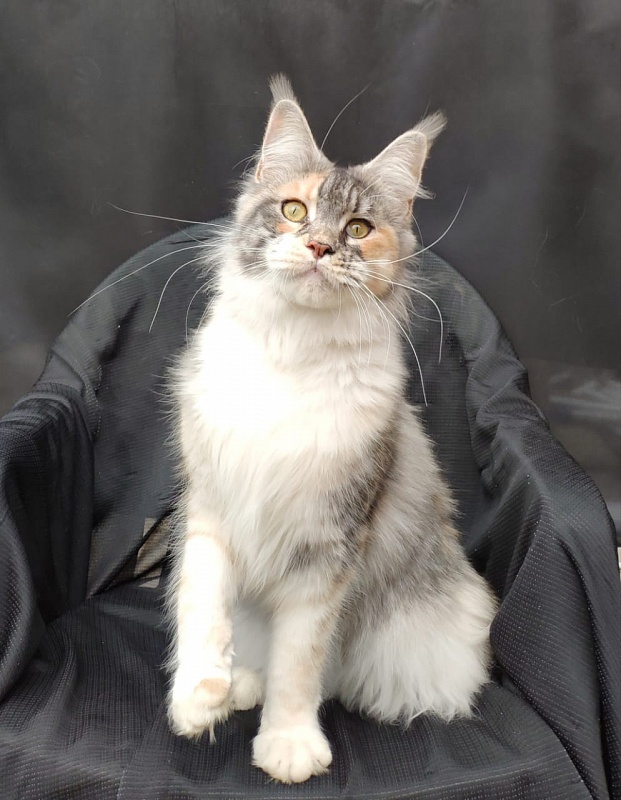 Valery Akbars - Adult maine-coon 11 months
