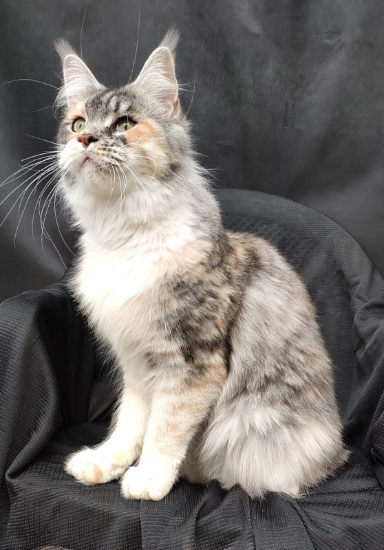 Valery Akbars - Adult maine-coon 11 months