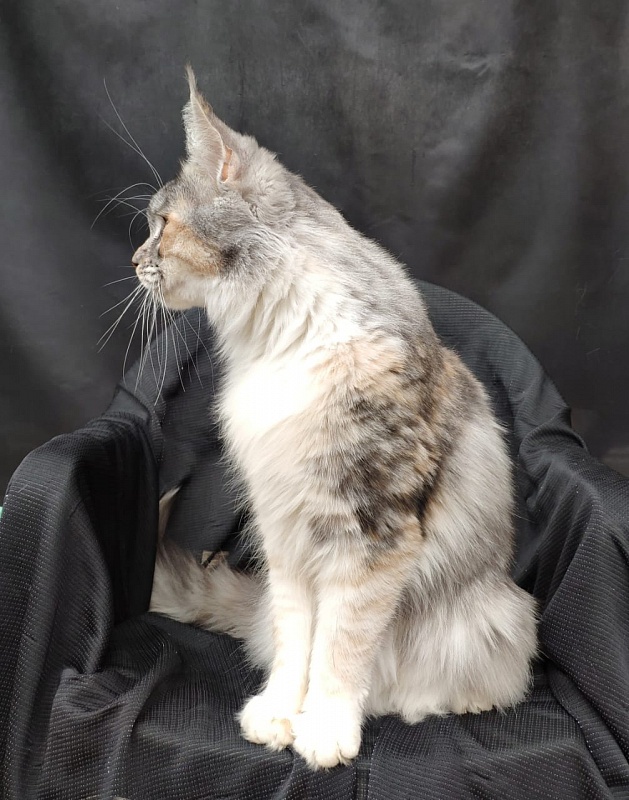 Valery Akbars - Adult maine-coon 11 months