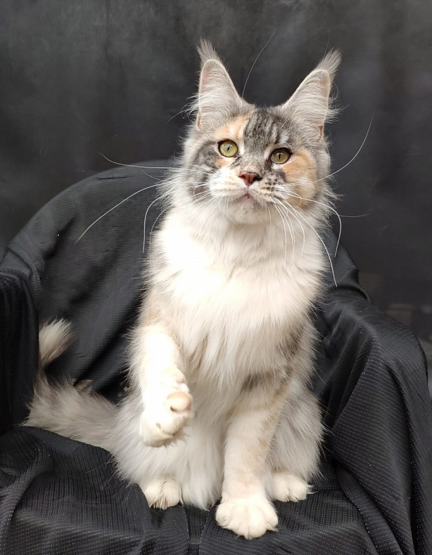 Valery Akbars - Adult maine-coon 11 months