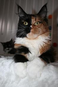 Maska Clean Joy - maine-coon 01/20/2010