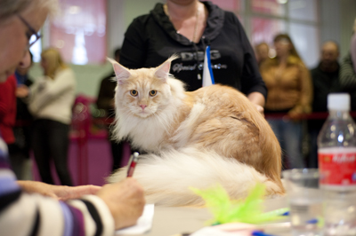 Ulrich Don Coon - maine-coon 11/05/2011