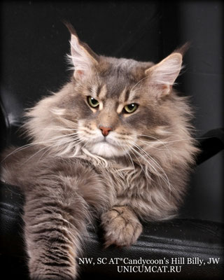 Candycoon's Hill Billy - maine-coon