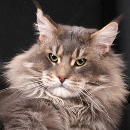 Candycoon's Hill Billy