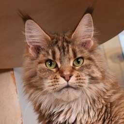 Walkiria Afonya Coon