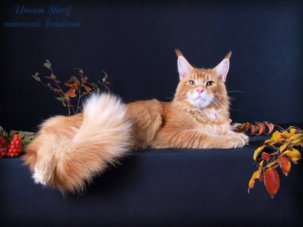 Unicum Sheriff - maine-coon