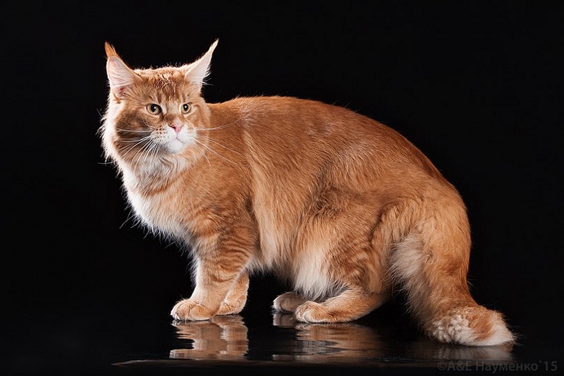Unicum Sheriff - maine-coon
