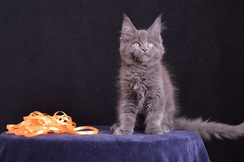 Dallas Akbars - Kitten maine-coon 2 months 3 weeks
