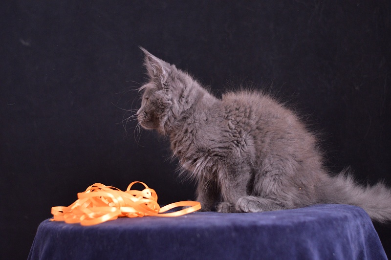 Dallas Akbars - Kitten maine-coon 2 months 3 weeks
