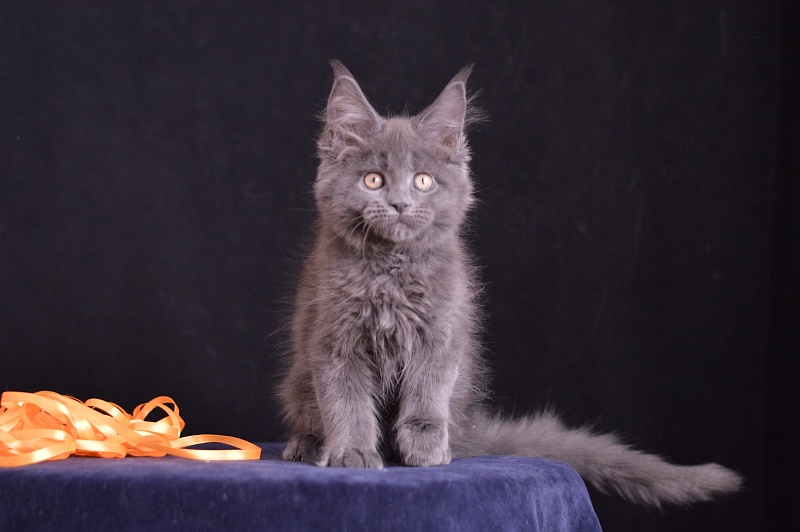 Dallas Akbars - Kitten maine-coon 2 months 3 weeks