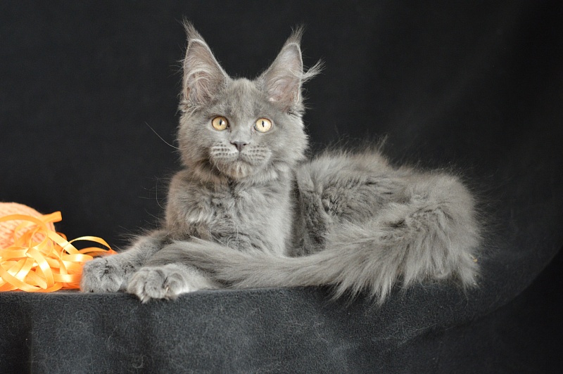Dallas Akbars - Kitten maine-coon 3 months 2.5 weeks