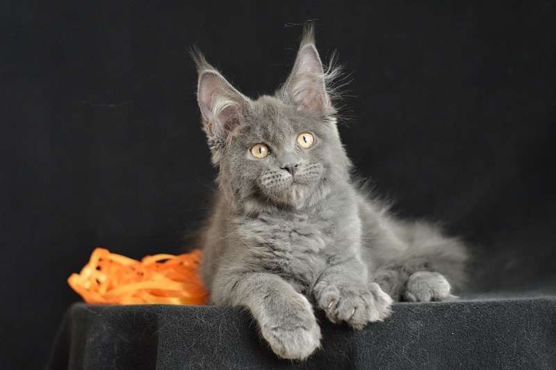 Dallas Akbars - Kitten maine-coon 3 months 2.5 weeks