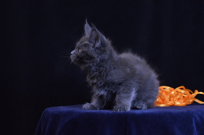 Dallas Akbars - Kitten maine-coon 2 months 0.5 weeks