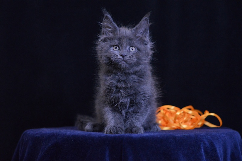 Dallas Akbars - Kitten maine-coon 2 months 0.5 weeks