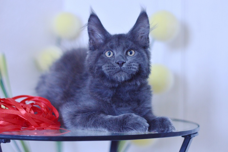 Darvin Akbars - Kitten maine-coon 3 months 1.5 week