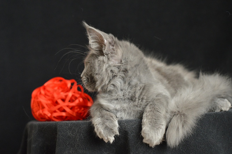 Darvin Akbars - Kitten maine-coon 3 months 2.5 weeks