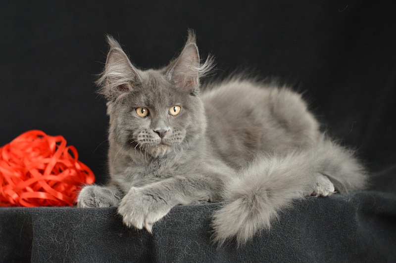 Darvin Akbars - Kitten maine-coon 3 months 2.5 weeks