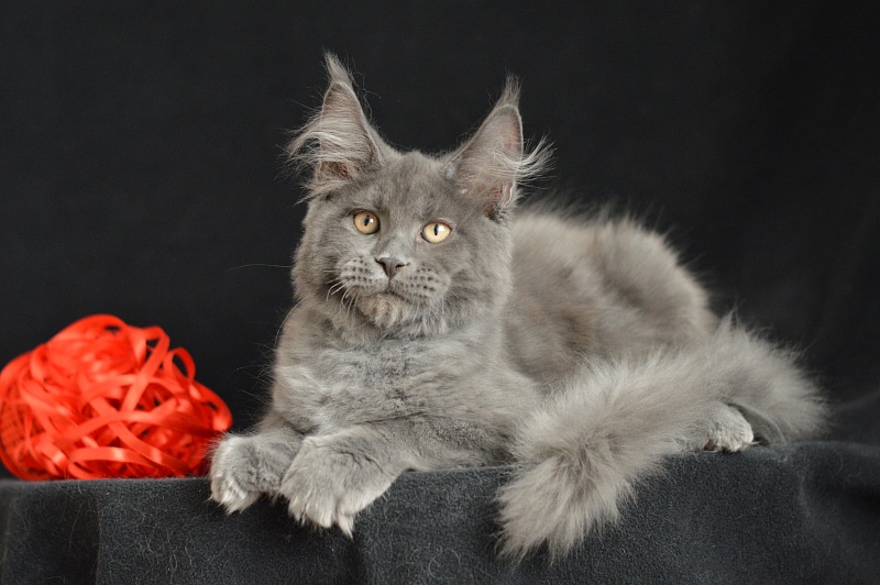 Darvin Akbars - Kitten maine-coon 3 months 2.5 weeks