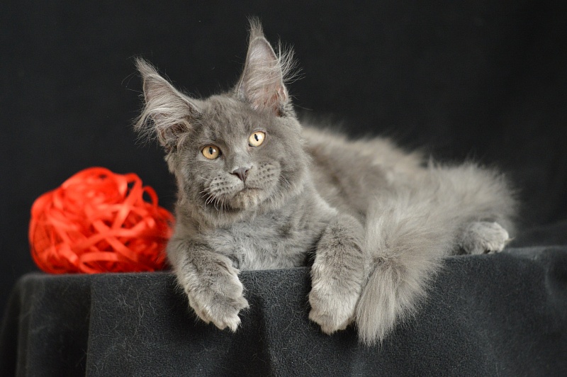 Darvin Akbars - Kitten maine-coon 3 months 2.5 weeks