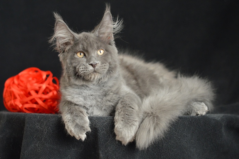 Darvin Akbars - Kitten maine-coon 3 months 2.5 weeks