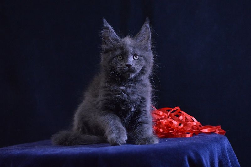 Darvin Akbars - Kitten maine-coon 2 months 1 week