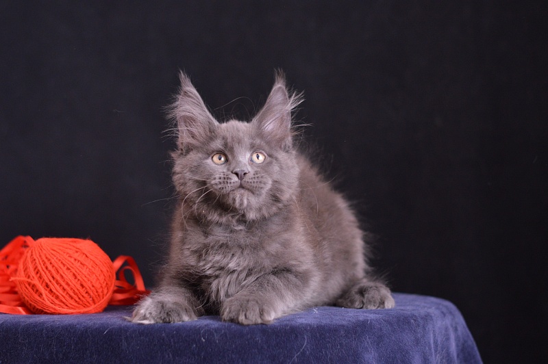 Darvin Akbars - Kitten maine-coon 2 months 3 weeks