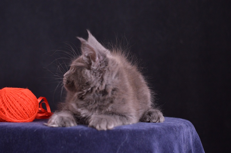 Darvin Akbars - Kitten maine-coon 2 months 3 weeks