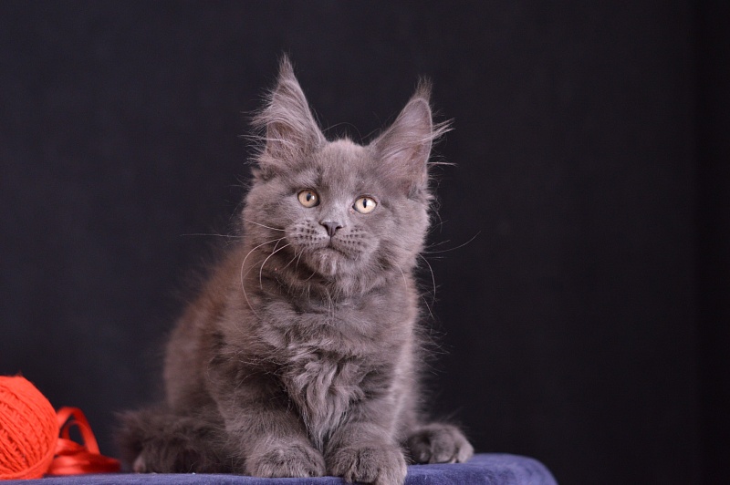 Darvin Akbars - Kitten maine-coon 2 months 3 weeks