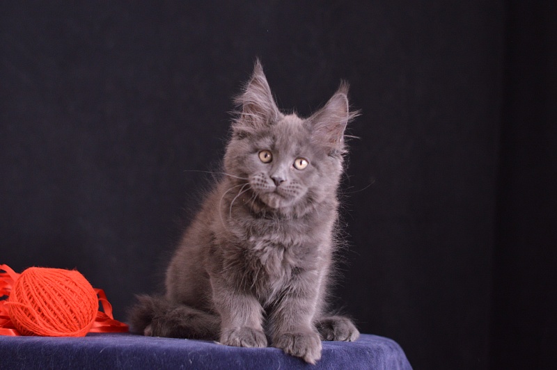 Darvin Akbars - Kitten maine-coon 2 months 3 weeks