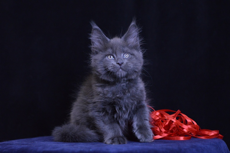 Darvin Akbars - Kitten maine-coon 2 months 1 week
