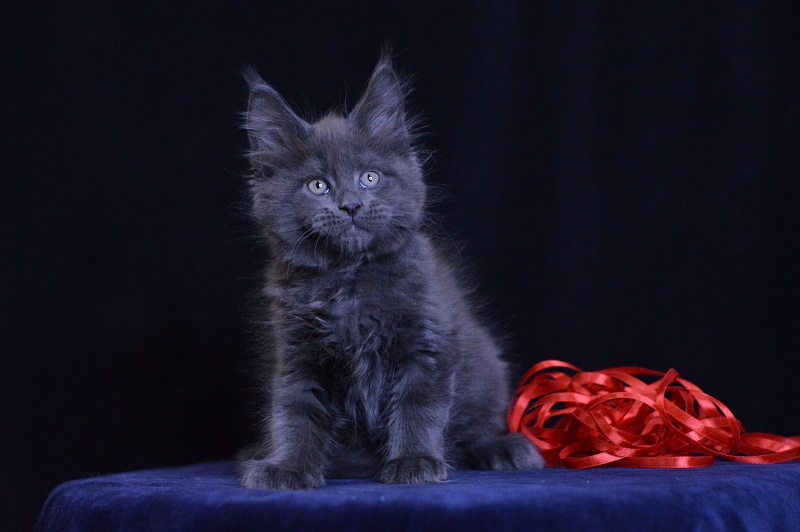 Darvin Akbars - Kitten maine-coon 2 months 1 week