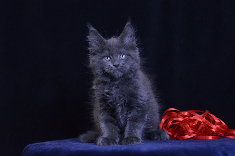Darvin Akbars - Kitten maine-coon 2 months 1 week