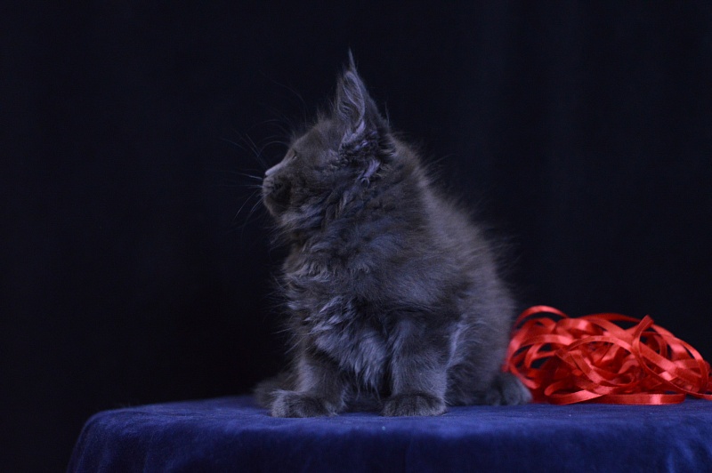 Darvin Akbars - Kitten maine-coon 2 months 1 week