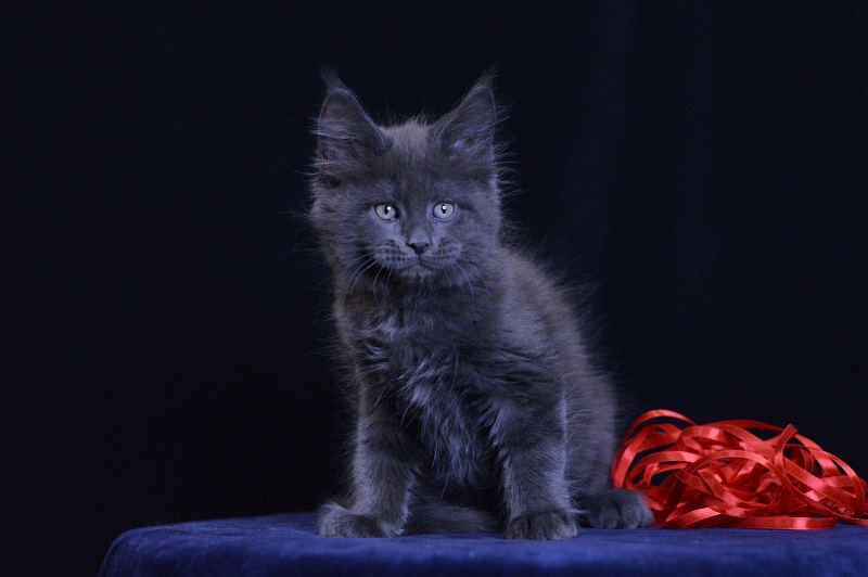 Darvin Akbars - Kitten maine-coon 2 months 1 week