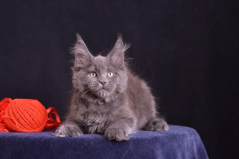 Darvin Akbars - Kitten maine-coon 2 months 3 weeks