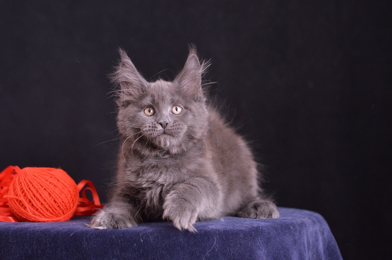 Darvin Akbars - Kitten maine-coon 2 months 3 weeks