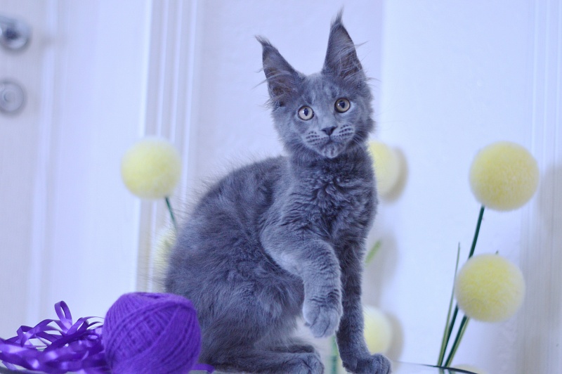David Akbars - Kitten maine-coon 3 months 1.5 week