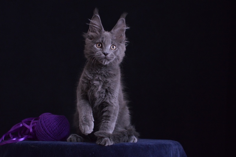 David Akbars - Kitten maine-coon 2 months 3.5 weeks