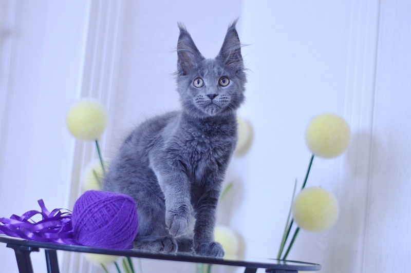 David Akbars - Kitten maine-coon 3 months 1.5 week